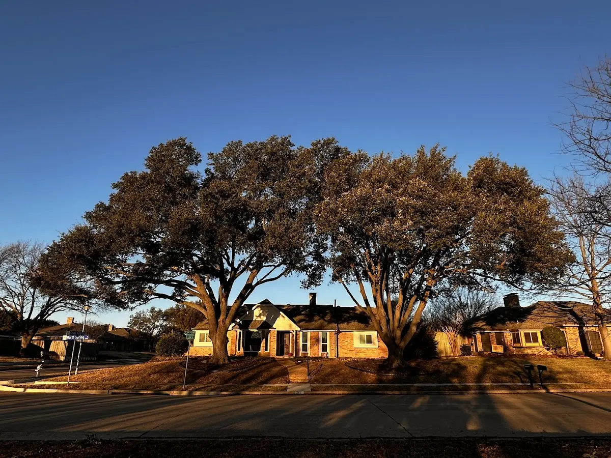 Established residential canopy tree shading a home in Oakland